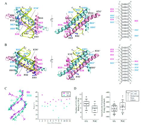 Haddock models of GapR ΔC17 in complex with 6A or 3CG DNA A GapR