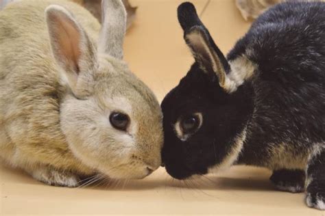 Cómo se reproducen los conejos Guía completa