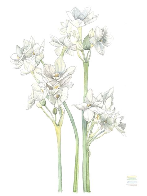 December Birth Month Flower Print With Narcissus in Watercolor - Etsy