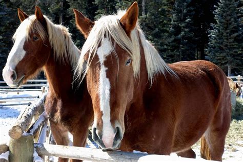 10 Fascinating Facts About The Giant Gentle Clydesdale Horses