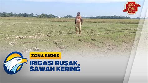 Irigasi Rusak Sawah Kering Youtube