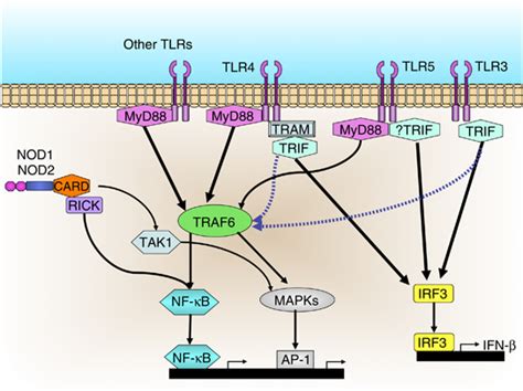 Pattern Recognition Receptors Share Immune Signaling Pathways Most