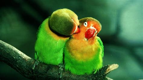 Cute Parrots Wallpapers - Top Free Cute Parrots Backgrounds ...