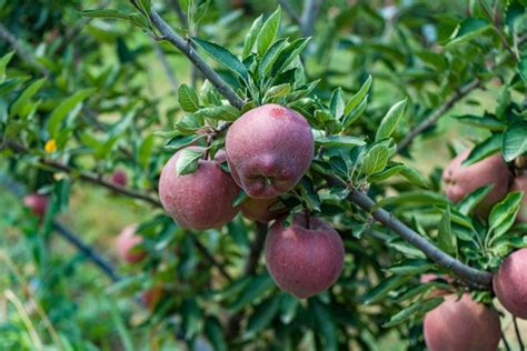 Apple fruit on a tree (2745830)