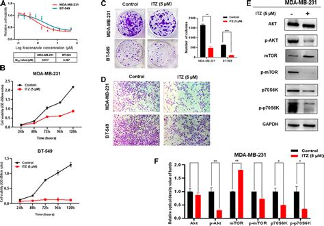 Frontiers Induced Cell Cycle Arrest In Triple Negative Breast Cancer