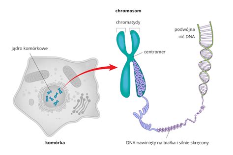 I Genetyka No Nik Informacji Genetycznej Dna Klasa Viii