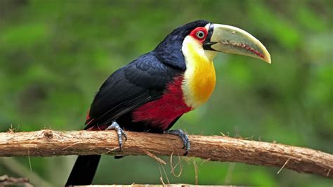 Saiba Tudo Sobre O Tucano De Bico Verde Casa Dos P Ssaros