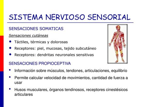 Ppt Neurofisiología Powerpoint Presentation Free Download Id888852