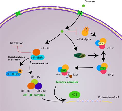 Glucose stimulates insulin synthesis largely by promoting insulin...