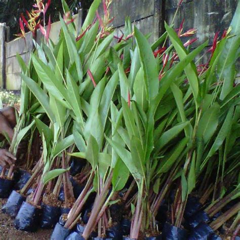 Jual Tanaman Hias Pisang Heliconia Tanaman Pisang Pisangan Pohon