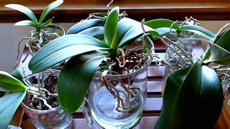 Converting Your Orchids To Water Culture What To Expect The First