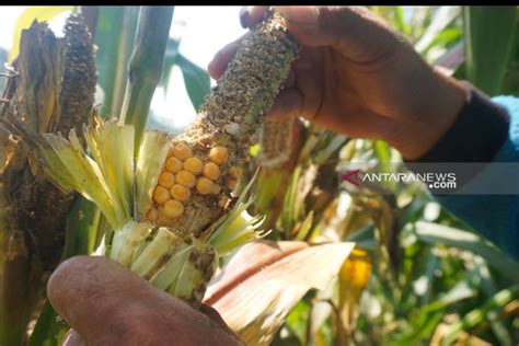 Hama Tikus Serang Tanaman Jagung Petani Lereng Gunung Wilis Antara