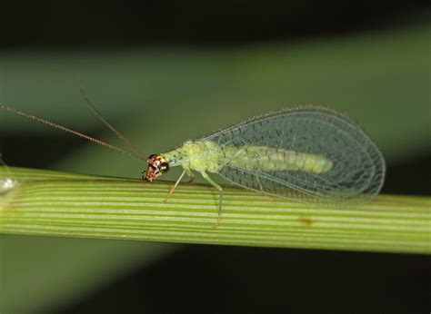 In your yard: Green Lacewings - Welcome Wildlife