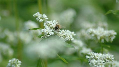 Providing habitat for wild bees