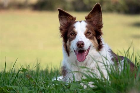 Red Merle Border Collie: Meet The Rare Beauty