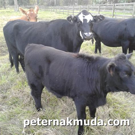 CARA BUDIDAYA TERNAK SAPI PERAH LENGKAP Peternakhebat