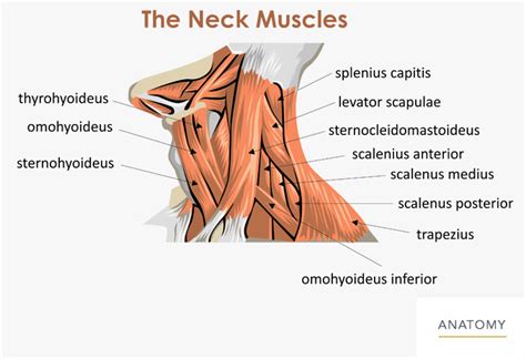 Neck Ligaments