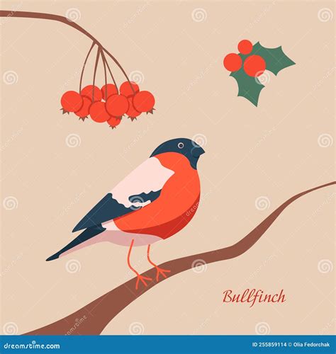 Bullfinch Sitting On A Branch With Rowan Winter Bird Vector