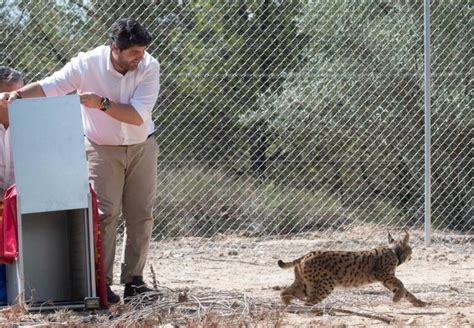 Cuatro ejemplares de lince ibérico se mudan a Lorca completada la