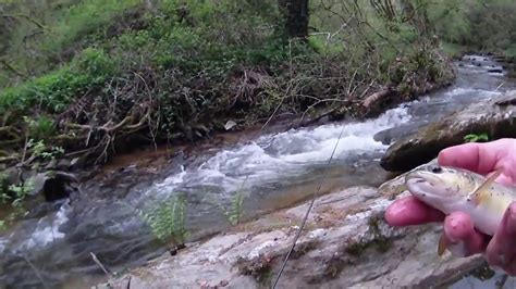 P Che De La Truite Au Toc Dans Petit Ruisseau En Aveyron Youtube