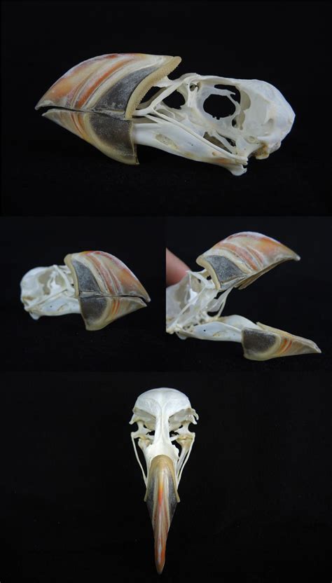 Atlantic Puffin Skull by CabinetCuriosities on DeviantArt