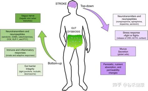 缺血性中风和肠道菌群之间的桥梁：短链脂肪酸 知乎