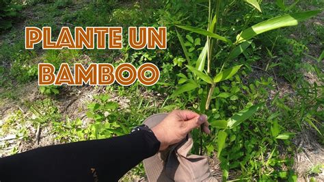 Sembre Un Bamboo Rancho Los Cocodrilos 19 YouTube