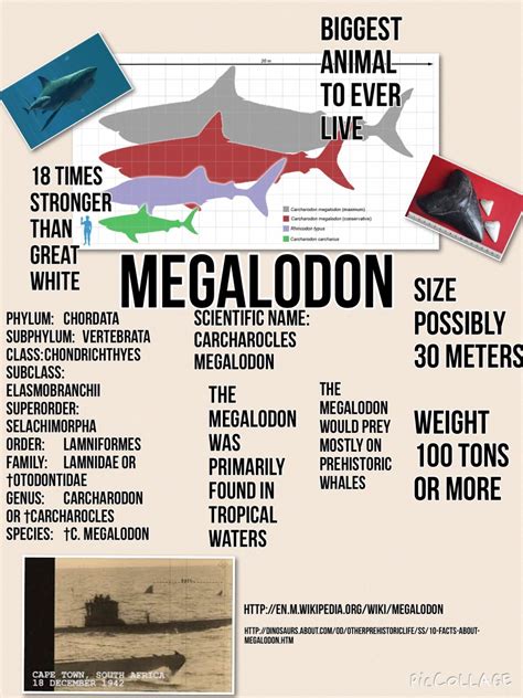 Megalodon | Marine biology, Megalodon, Big animals