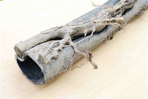 What Dissolves Tree Roots in Sewer Lines: Comprehensive Guide