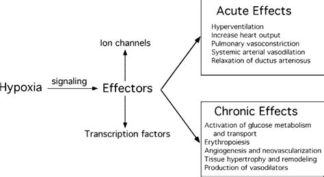 Hypoxia Signaling Pathway With Indication Of The Major Adaptive