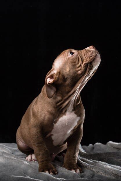 Cachorro De Raza American Bully Sobre Un Fondo Negro Foto Premium