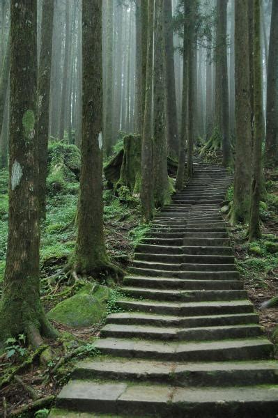 Astonishing Photos Of Paths In The Forest Top Dreamer