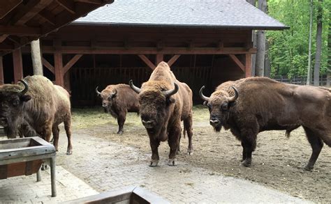 Pokazowa Zagroda Żubrów ponownie otwarta Skansen Zagroda Wsi