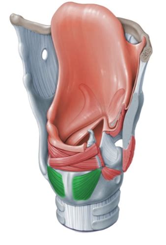 Anatomy Chapter 4 Anatomy Of Phonation Flashcards Quizlet