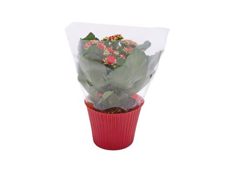 Kalanchoe Lidl Portugal Specials Archive