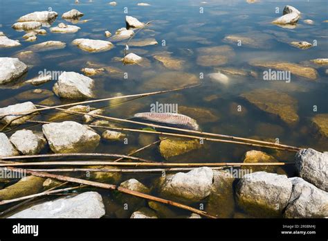 Poissons morts dans le lac Karla en raison de la pénurie d eau effets