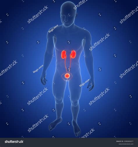 Human Urinary System Kidneys Bladder Anatomy Stock Illustration ...