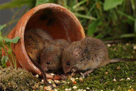 Harvest Mice in Natural Habitat Stock Image - Image of animal, grass: 139003335