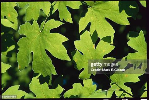 Big Maple Leaf Photos and Premium High Res Pictures - Getty Images