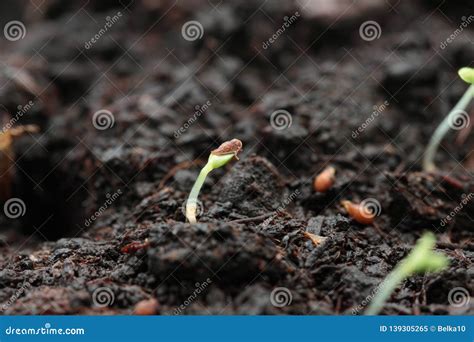 Strawberry Seed Germination Stock Image - Image of sprout, soil: 139305265