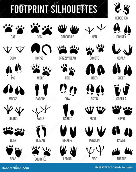 Black Animal Tracking Footprints Isolated Wild Animal Paws Prints