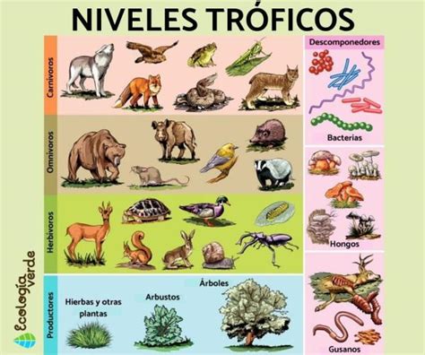 Niveles Tr Ficos Qu Son Cu Les Son Y Ejemplos Con Esquemas