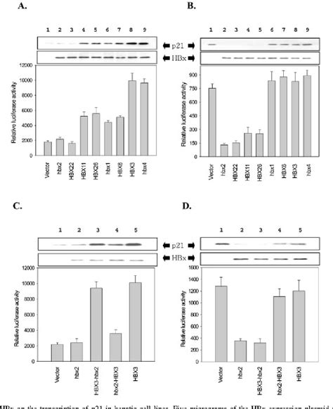 Figure 1 From Natural Variants Of Hepatitis B Virus X Protein Have