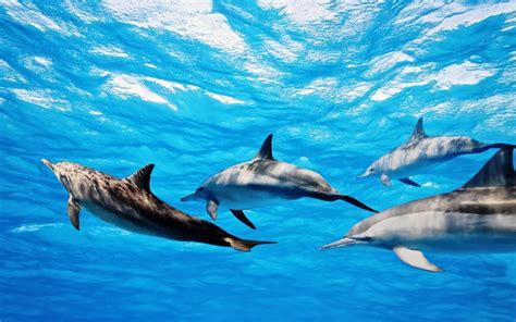 Dolphin Wallpapers 69 Images