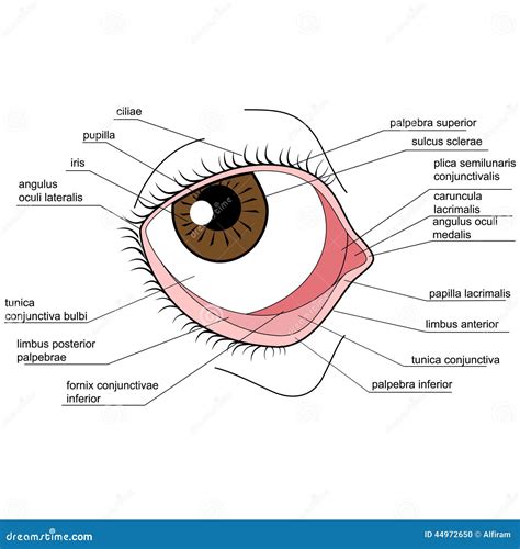 Anatomie De Loeil Humain Illustration De Vecteur Illustration Du