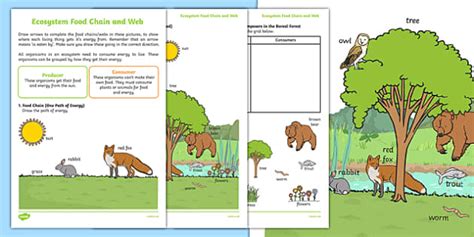 Ecosystem Food Chain And Web Worksheet Teacher Made