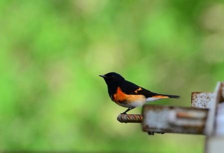 Climate change expected to significantly impact migratory birds.