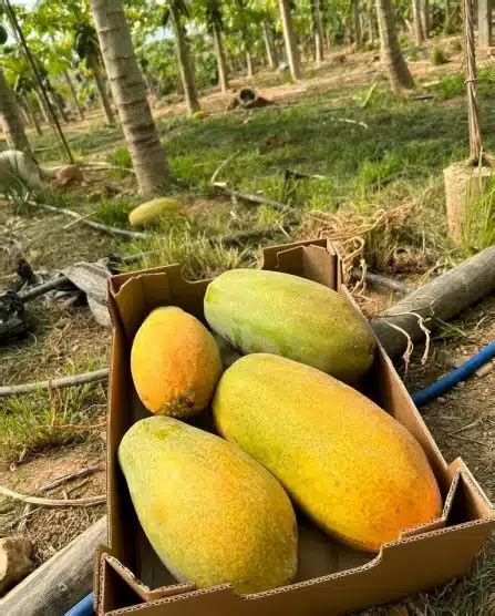 Mango Irwin Kaufen Bestelle Dir Mangos Von Bio Erzeugern