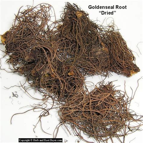 Goldenseal Hydrastis Canadensis Root Buyer