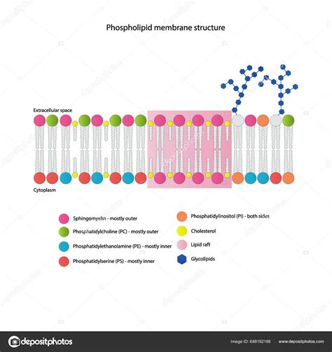 Diagrams Showing Schematic Structure Cytoplasmatic Membrane Including